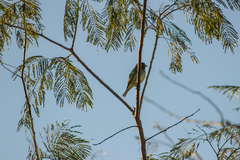 Tersina viridis