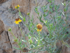 Helianthus laciniatus
