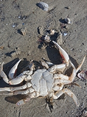 Ovalipes trimaculatus