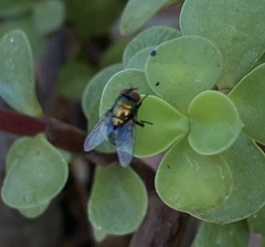 Lucilia