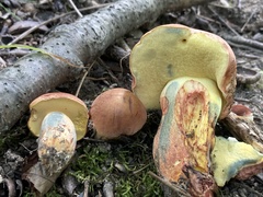 Lanmaoa pseudosensibilis