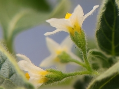 Solanum physalifolium nitidibaccatum