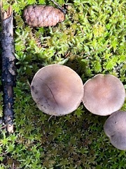 Cantharellula umbonata