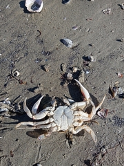 Ovalipes trimaculatus