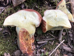 Lanmaoa pseudosensibilis