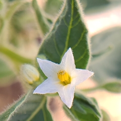 Solanum physalifolium nitidibaccatum