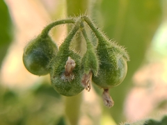 Solanum physalifolium nitidibaccatum