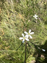 Ricinocarpos pinifolius