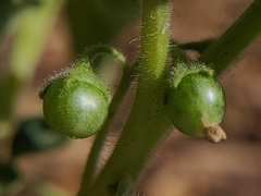 Solanum physalifolium nitidibaccatum
