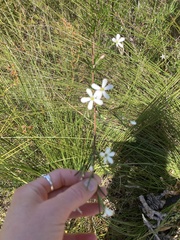 Ricinocarpos pinifolius