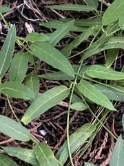 Metastelma barbigerum