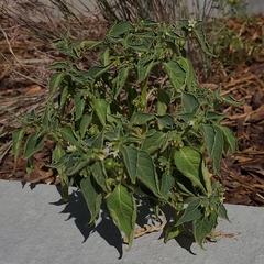Solanum physalifolium nitidibaccatum