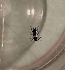 Periplaneta fuliginosa