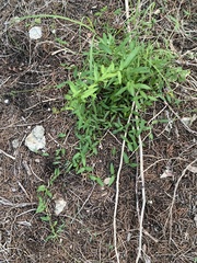 Metastelma barbigerum