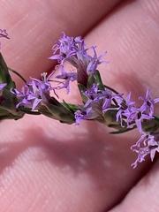 Liatris microcephala