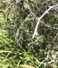 Sphaenothecus bilineatus