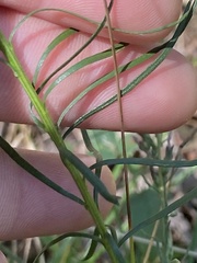 Liatris microcephala