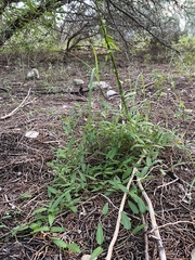 Metastelma barbigerum