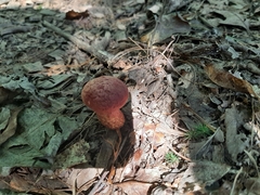 Suillus spraguei