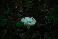 Amanita multisquamosa