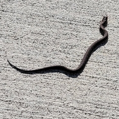 Nerodia fasciata pictiventris