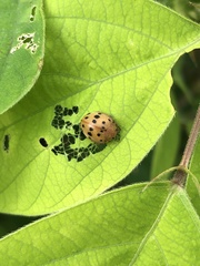 Epilachna varivestis