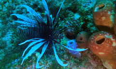 Pterois volitans