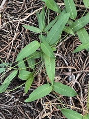 Metastelma barbigerum