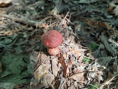 Suillus spraguei
