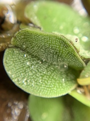 Salvinia natans