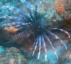 Pterois volitans