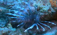 Pterois volitans
