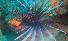 Pterois volitans