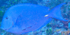 Acanthurus coeruleus
