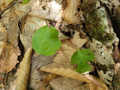Pyrola americana