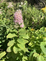 Spiraea alba latifolia