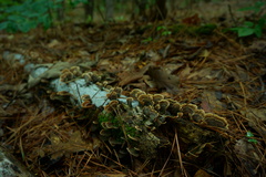 Trametes versicolor