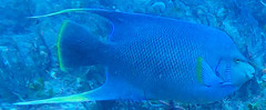 Holacanthus bermudensis