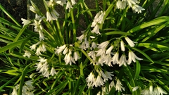 Allium triquetrum