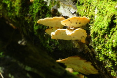 Tyromyces chioneus