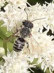 Eutricharaea