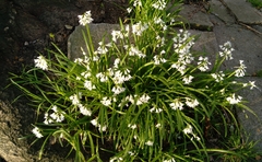 Allium triquetrum