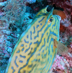 Acanthostracion quadricornis