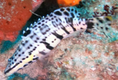Serranus tigrinus