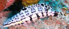 Serranus tigrinus