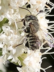 Eutricharaea