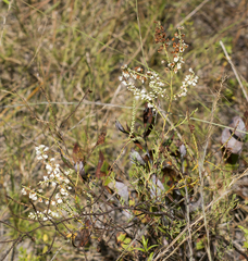 Polygonella americana