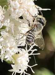 Eutricharaea