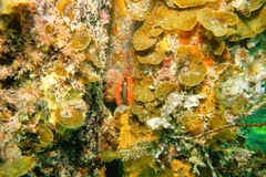 Mimachlamys asperrima