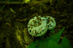 Lactifluus piperatus